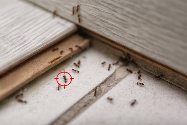 Insect Control in The Crossings, FL
